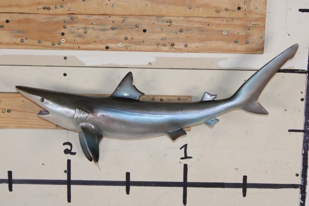 Reproduction SAND TIGER SHARK Mount (1 of 7)