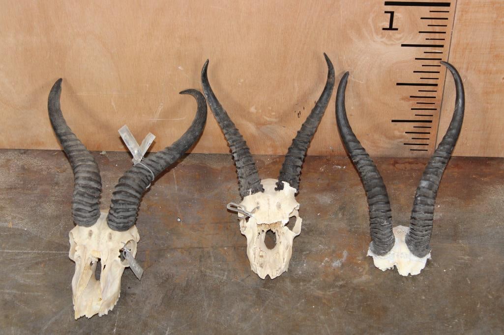 (2) Partial SPRINGBOK Skulls and (1) SPRINGBOK Horns on a Skull Cap (ONE$) (1 of 6)