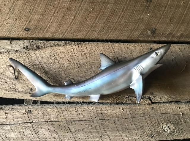 *New in Box* Reproduction SAND SHARK Fish Mount (1 of 4)