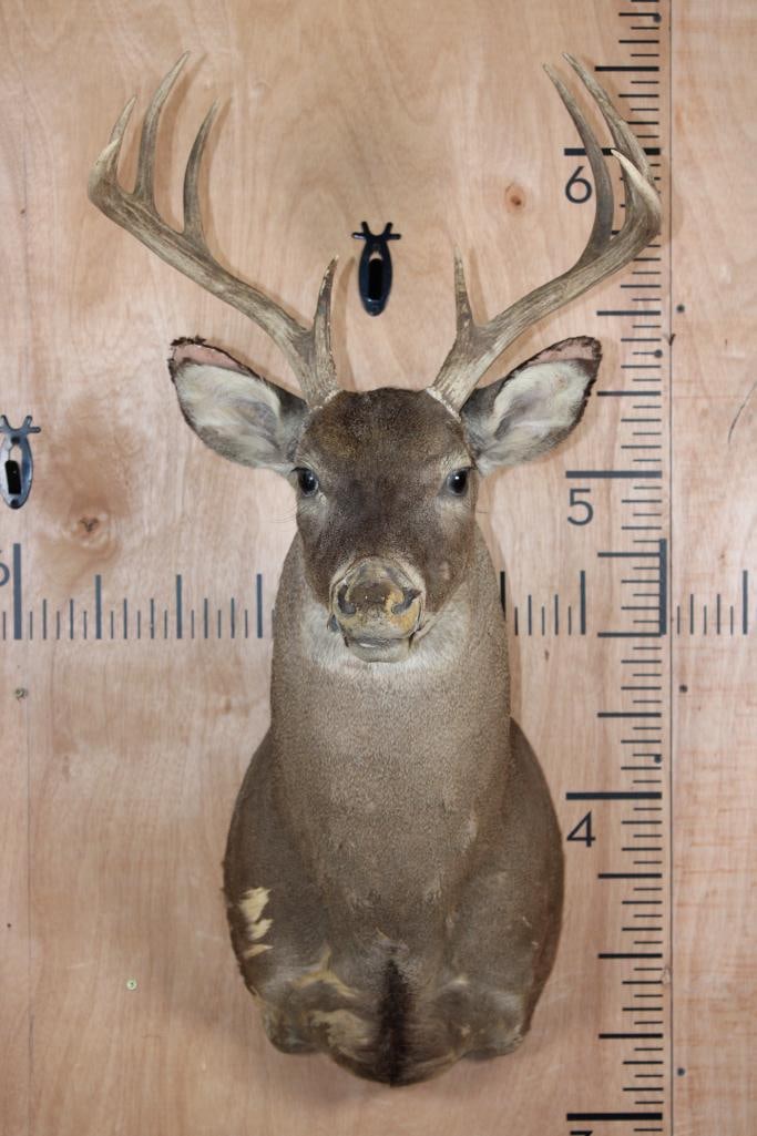 10-Point WHITETAIL DEER Shoulder Mount (1 of 3)