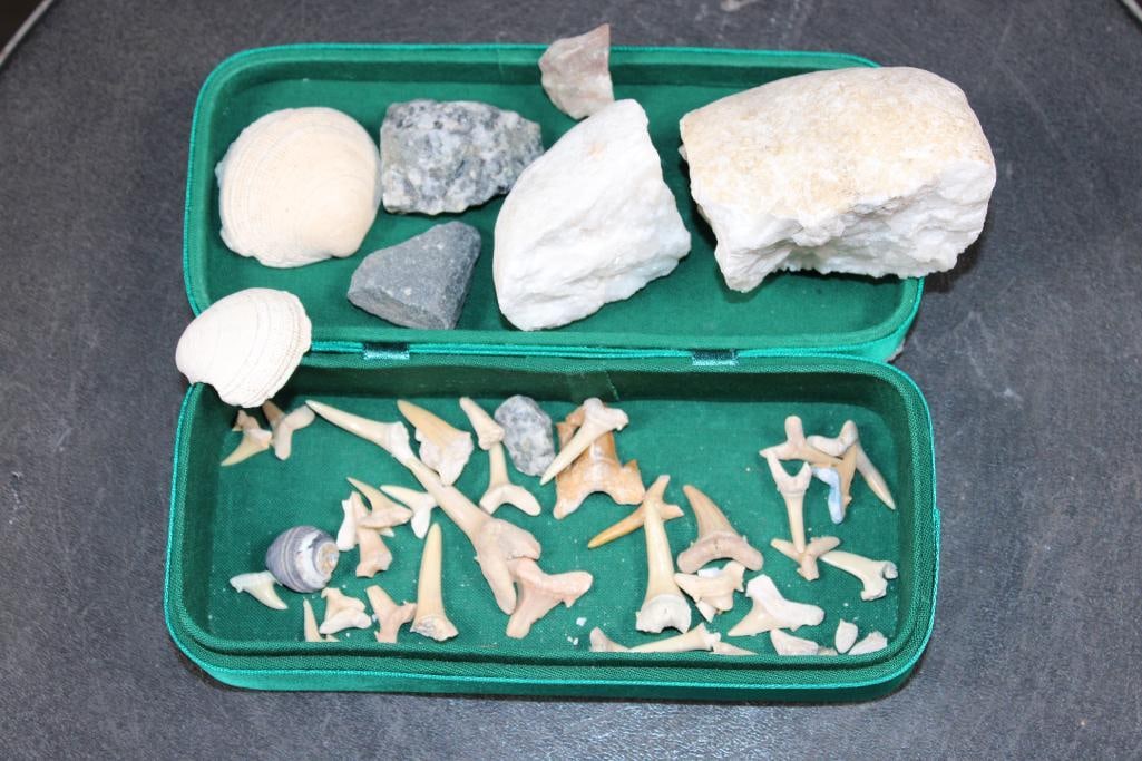 Over (20) Small Shark Teeth, Various Shells/Rocks, and a Sequined Golf Box (ONE$): Over 20 Small Shark Teeth, Various Shells and Rocks, and a Sequined Golf Box. The Box measures 6" Long x 2.5" Wide x 1.5" Tall. The Total Weight is 15 oz. (ONE$) SHARK TEETH 
