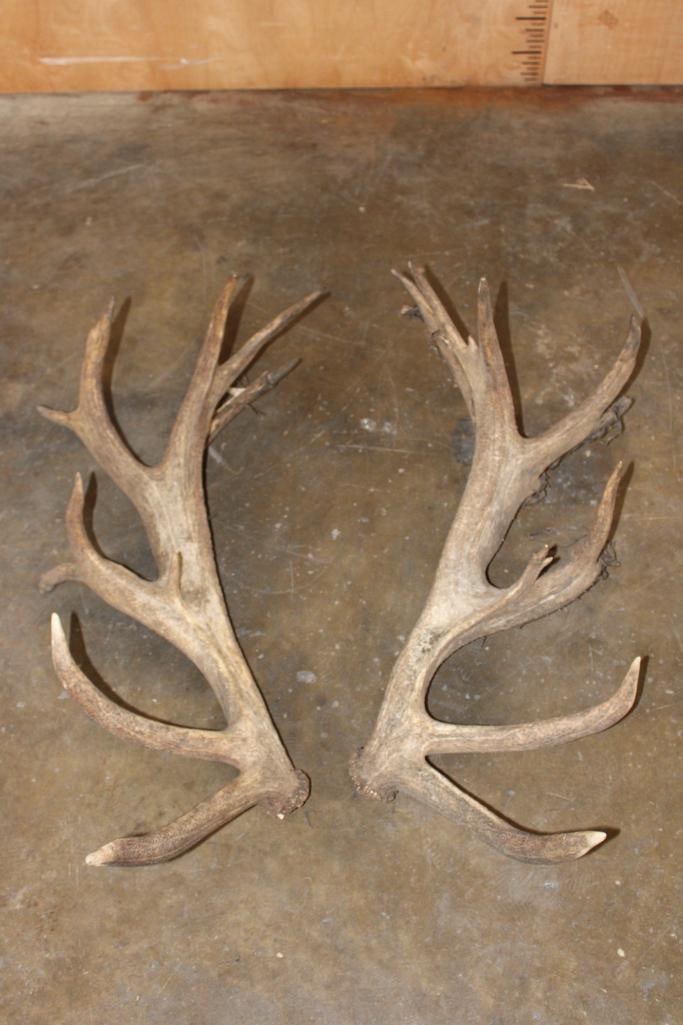 Set (2) of Heavy 23-Point RED STAG Antler Sheds (ONE$) (1 of 5)