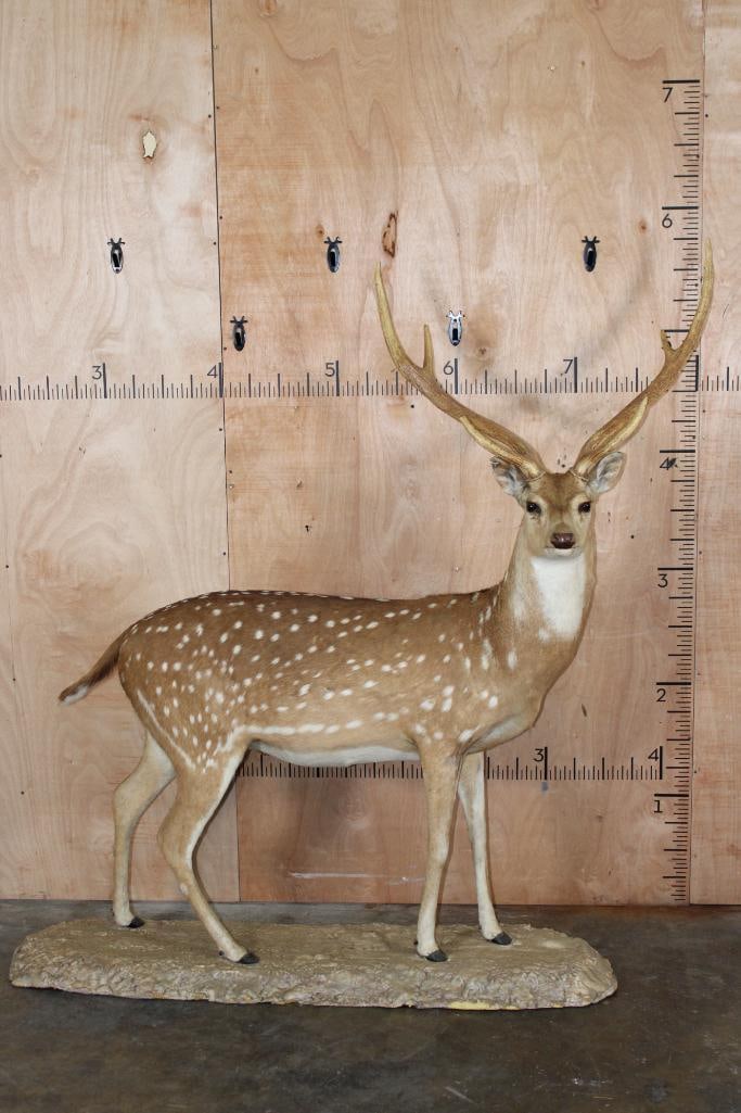 Life-sized AXIS Deer with a Wide Rack on Stationary Base (1 of 14)