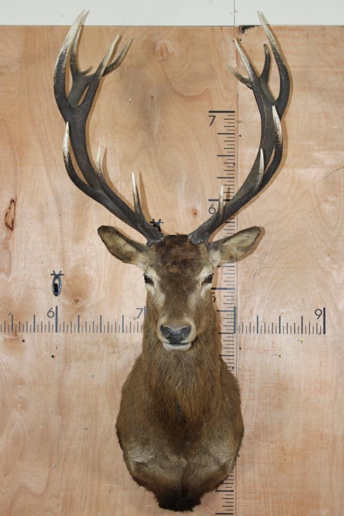 Big 16-Point RED STAG Shoulder Mount (1 of 9)