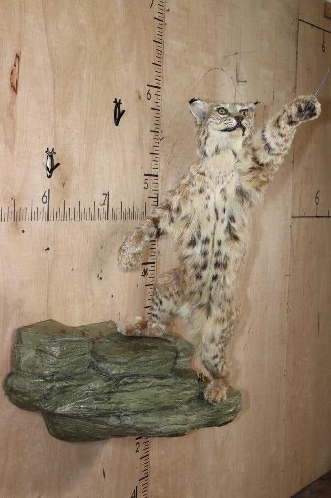 Life-sized Leaping BOBCAT on a Simulated Rock Wall Hanger: Life-sized Leaping BOBCAT on a Simulated Rock (Foam) Wall Hanger. The mount measures 29" Wide x 37" Tall x 36" Depth (from the wall). The Bobcat has a wire from the paw for a bird (Not Included) to be