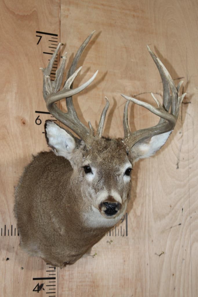 16-Point WHITETAIL DEER Shoulder Mount (1 of 8)
