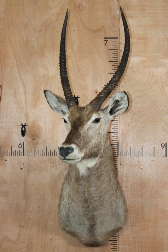 WATERBUCK Shoulder Mount (1 of 8)