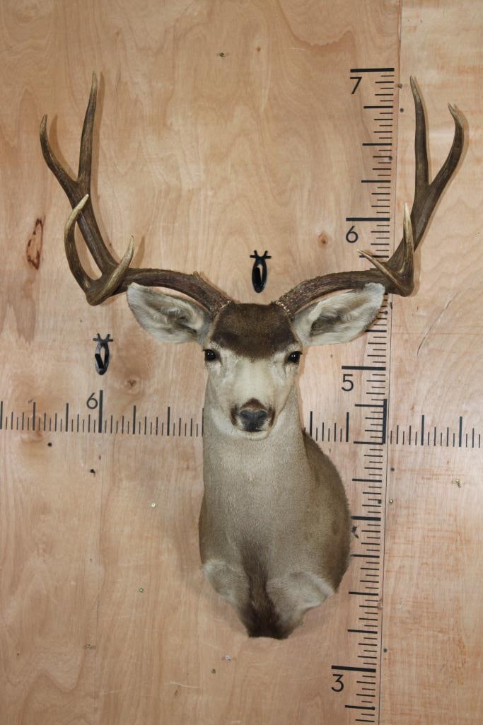 Big 8-Point MULE DEER Shoulder Mount (1 of 9)