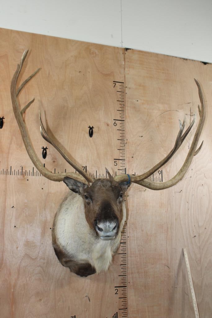 XXL 19-Point CARIBOU Shoulder Mount: Very Nice XXL 19-Point CARIBOU Shoulder Mount. It has a 55" Spread and is in Very Good Condition. TAXIDERMY 