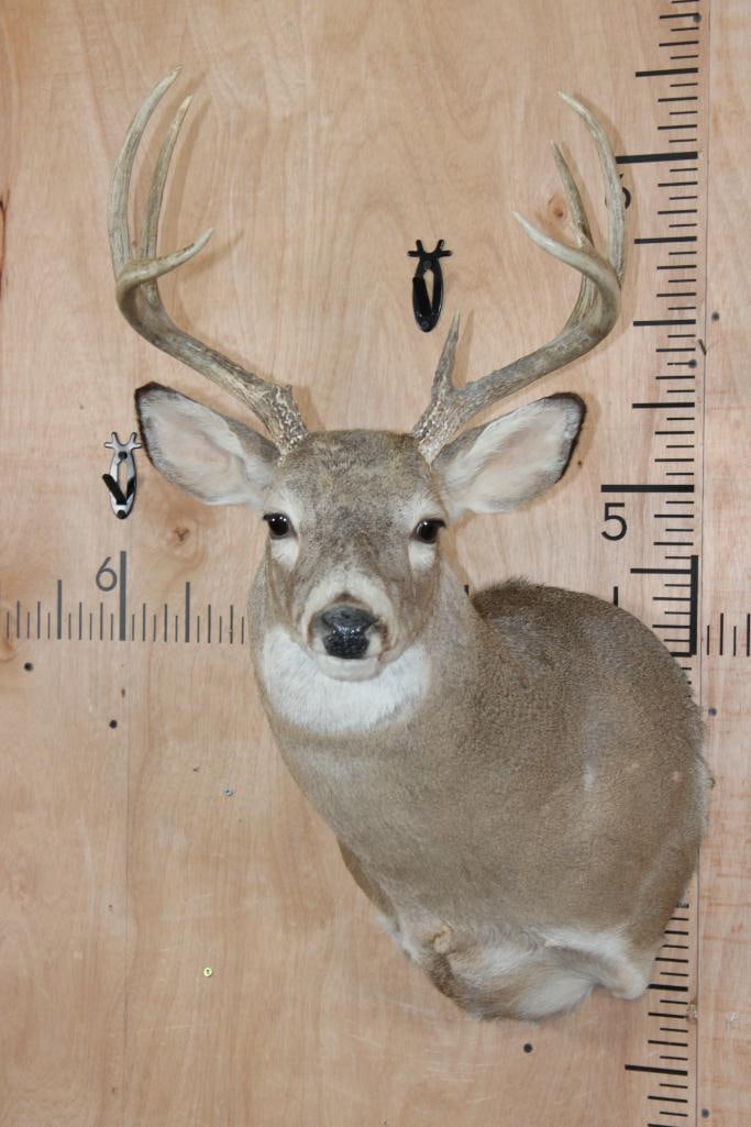 8-Point WHITETAIL DEER Shoulder Mount: Nice 8-Point WHITETAIL DEER Shoulder Mount. It has a 16.5" Spread and is in Good Condition. TAXIDERMY 