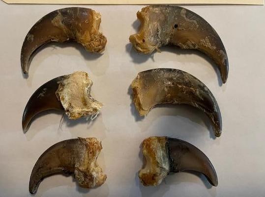 (10) BLACK BEAR Front Claws, All from the Same Bear - 2