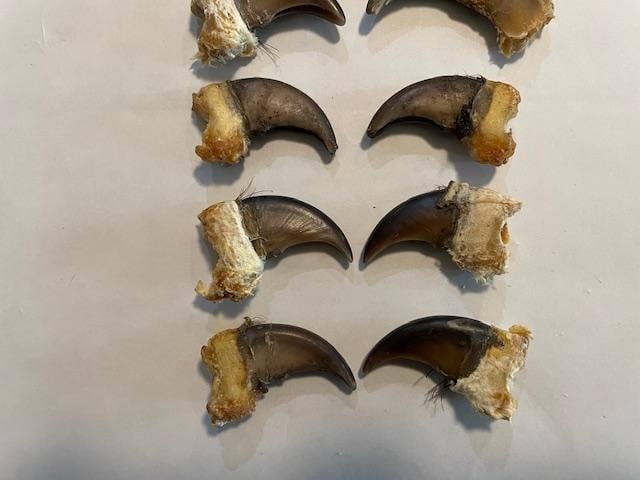 (10) BLACK BEAR Front Claws, All from the Same Bear - 5