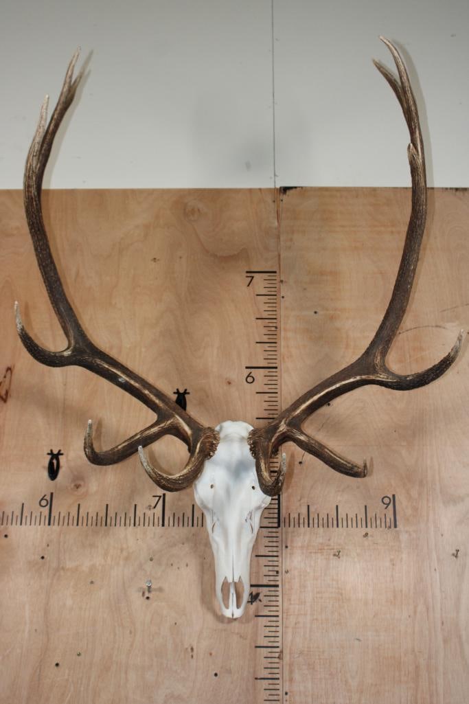 XXL 12-Point ELK Skull: Very Nice XXL 12-Point ELK Skull. It has a 40" Spread, All its Teeth and a Symmetrical Rack. TAXIDERMY SKULLS 