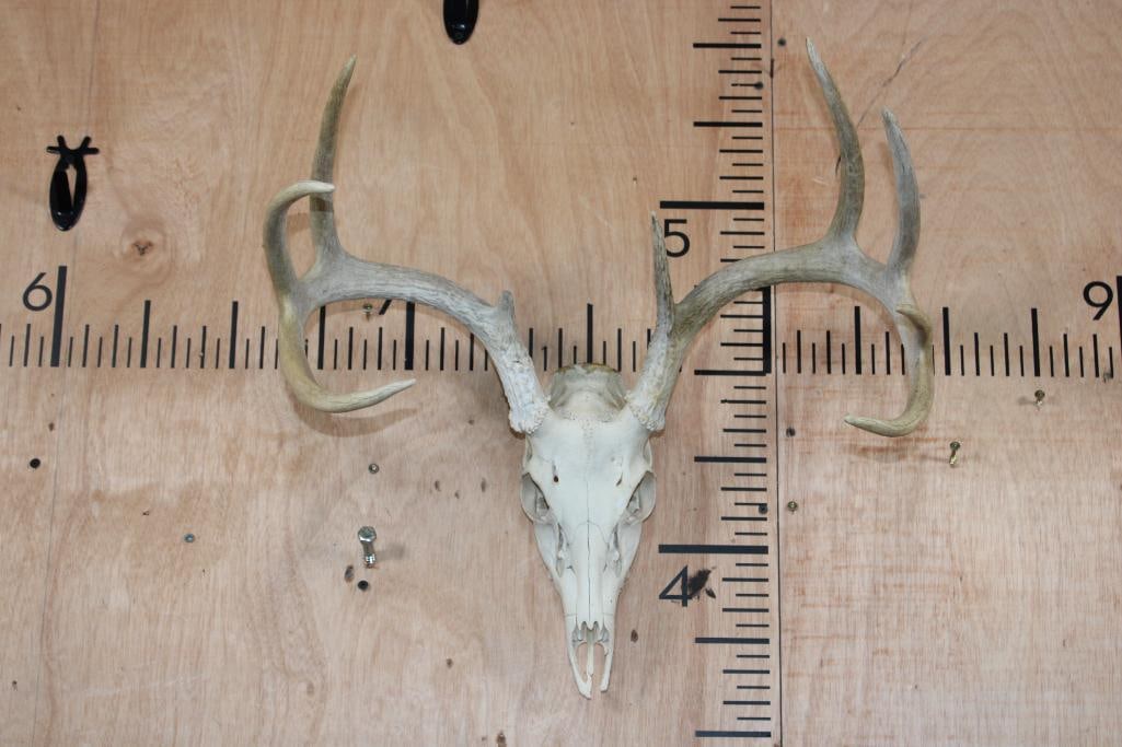 9-Point WHITETAIL DEER Skull: 9-Point WHITETAIL DEER Skull on a Wire Hanger. It has a 19" Spread and is missing 3 teeth. TAXIDERMY 