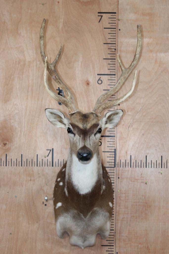 6-Point AXIS DEER Shoulder Mount: Nice and Clean 6-Point AXIS DEER Shoulder Mount. It has a 17.75" Spread and is in Good Condition. TAXIDERMY 