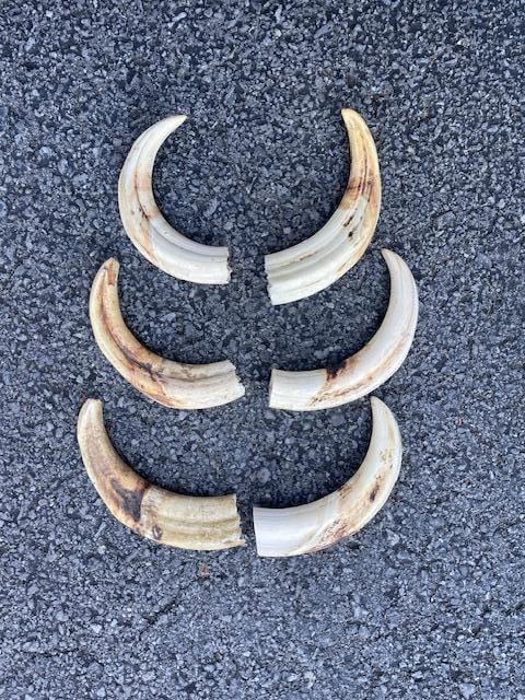 (6) WARTHOG Upper Tusks: 6 WARTHOG Upper Tusks. They measure 6" to 6.5" Long each. They have a great color and will be excellent for crafts or jewelry making. TAXIDERMY 