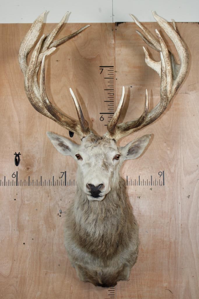 XXL 17-Point RED STAG Shoulder Mount with Removable Antlers: XXL 17-Point RED STAG Shoulder Mount with Heavy Rack and a 36.25" Spread. This is a Nice and Clean mount in Good Condition. The Antlers are Removable. TAXIDERMY 