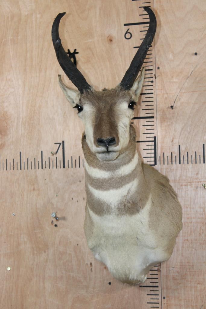 PRONGHORN Shoulder Mount: Nice PRONGHORN Shoulder Mount in Good Condition. The Left Horn measures 10 7/8" Long and the Right Horn measures 11" Long. TAXIDERMY 
