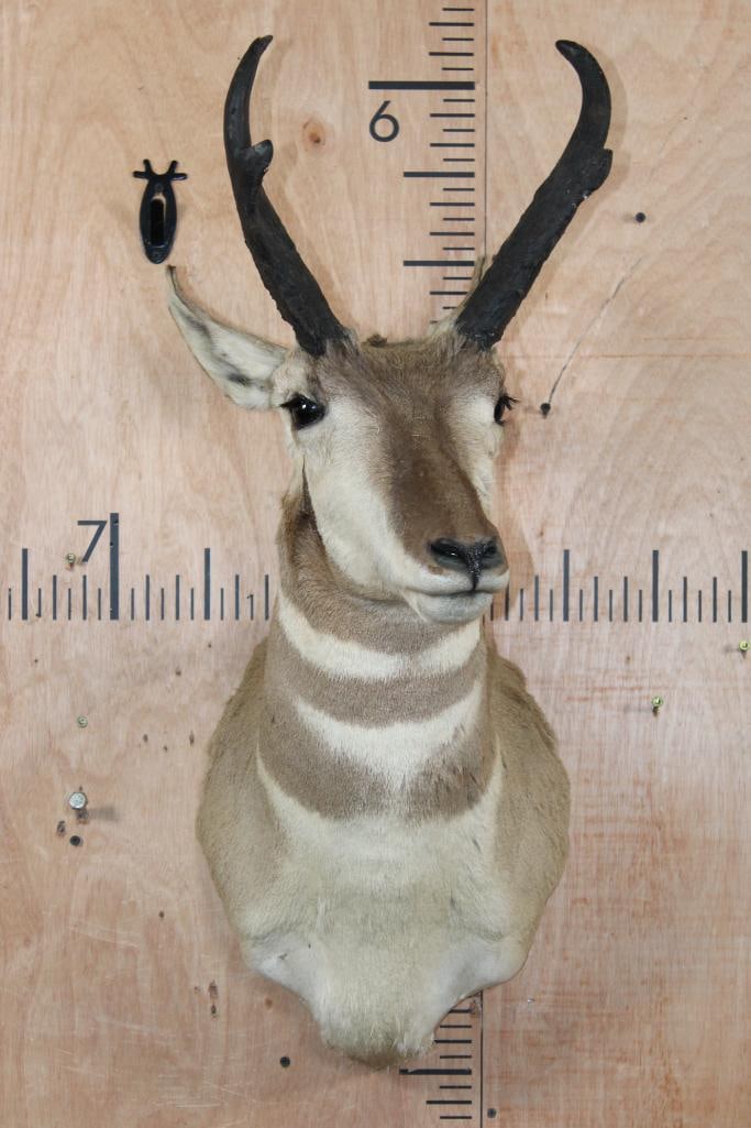 PRONGHORN Shoulder Mount - 2