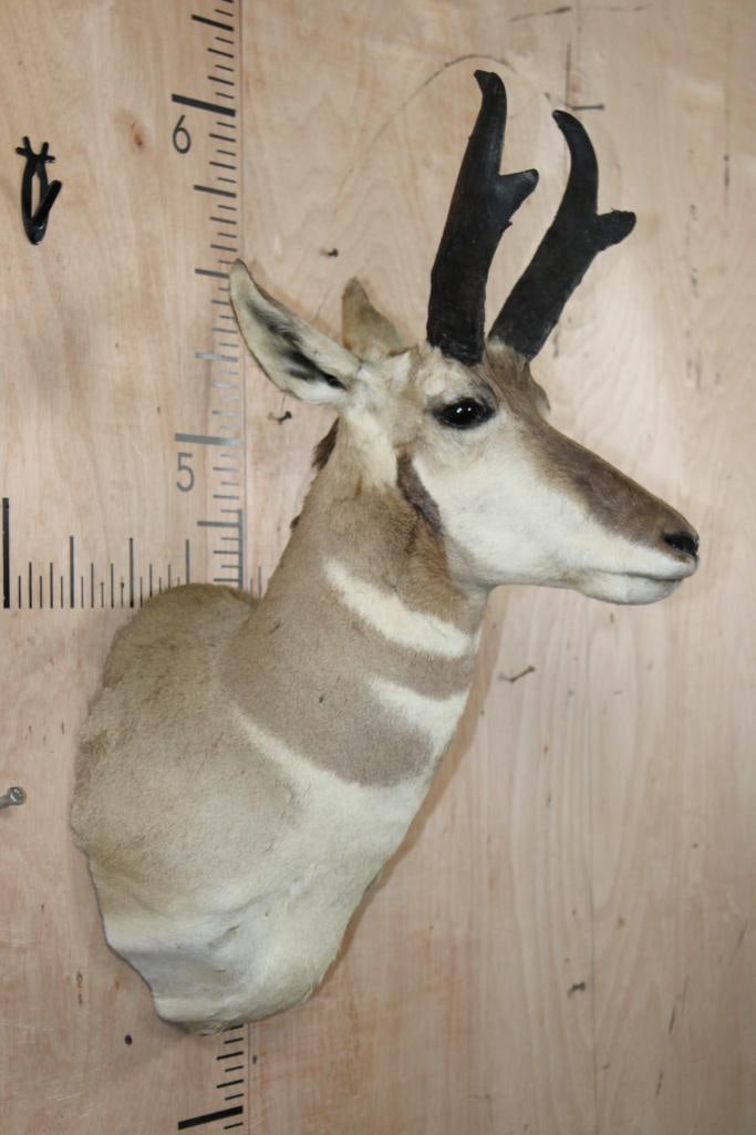 PRONGHORN Shoulder Mount - 3