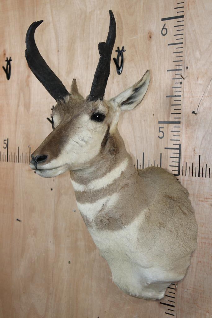 PRONGHORN Shoulder Mount - 4