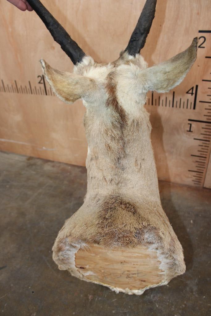 PRONGHORN Shoulder Mount - 6