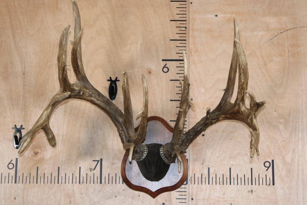 XXL 28-Point WHITETAIL DEER Rack on a Wood Plaque: *Real Antler* XXL 28-Point WHITETAIL DEER Rack. It has a 30.5" Spread and is mounted on a nice Wood Plaque. TAXIDERMY 