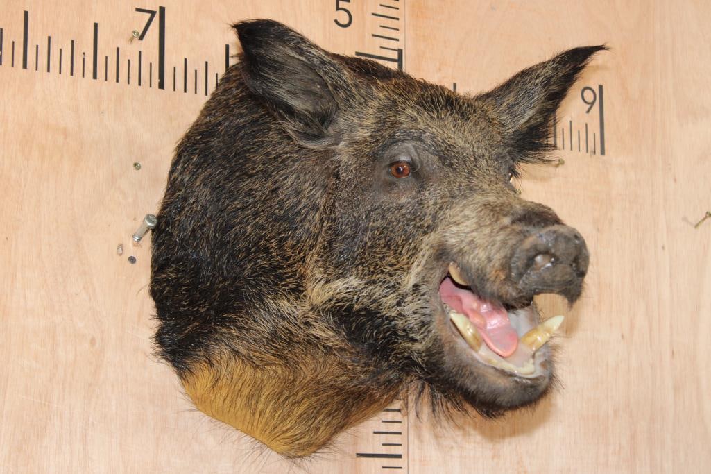 WILD BOAR or HOG Shoulder Mount: Very Nice, Clean, and Newer WILD BOAR or HOG Shoulder Mount. It is in Very Good Condition. TAXIDERMY 