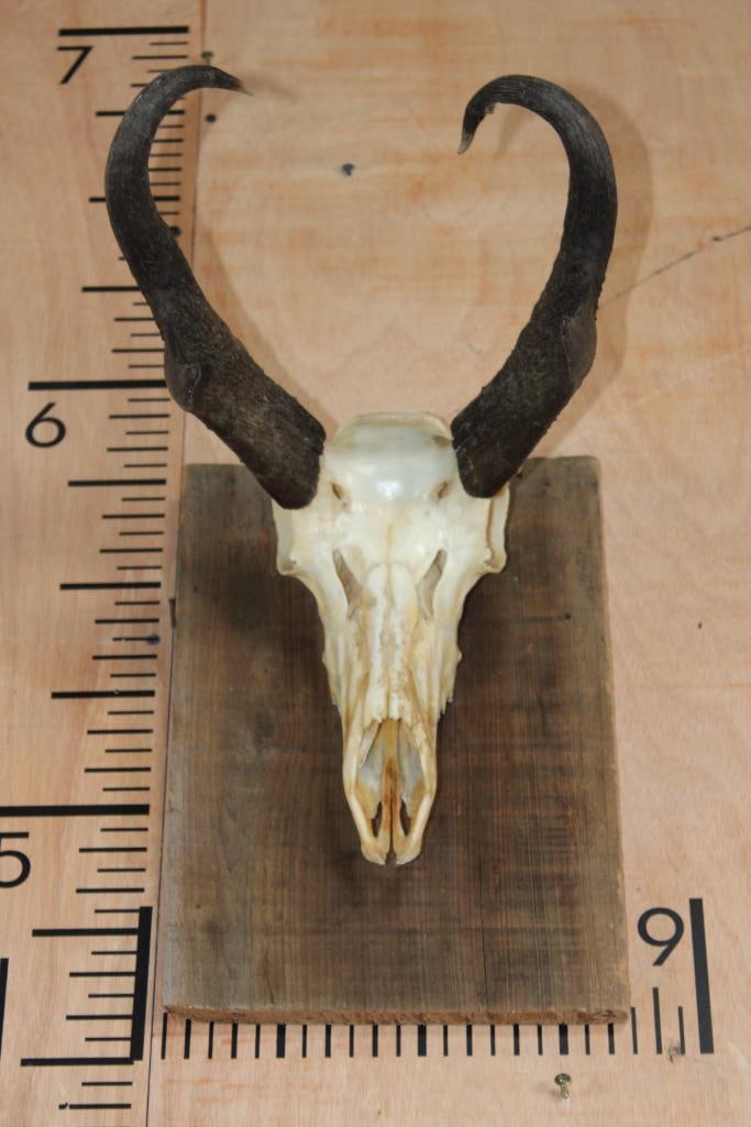 *Trophy Size* PRONGHORN ANTELOPE Skull with All its Teeth (1 of 8)
