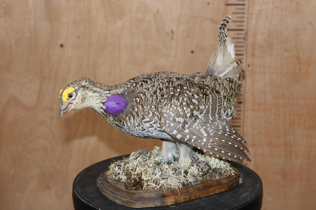 SHARP-TAILED GROUSE on a Wood Base: Nice SHARP-TAILED GROUSE mounted on a Wood Base. It measures 13" Long x 7" Wide x 11" Tall and is in Good Condition. TAXIDERMY BIRDS 