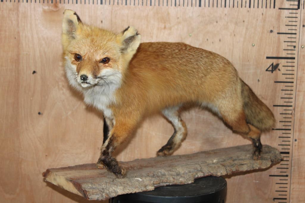 Life-sized RED FOX on a Tree Bark Base - 2