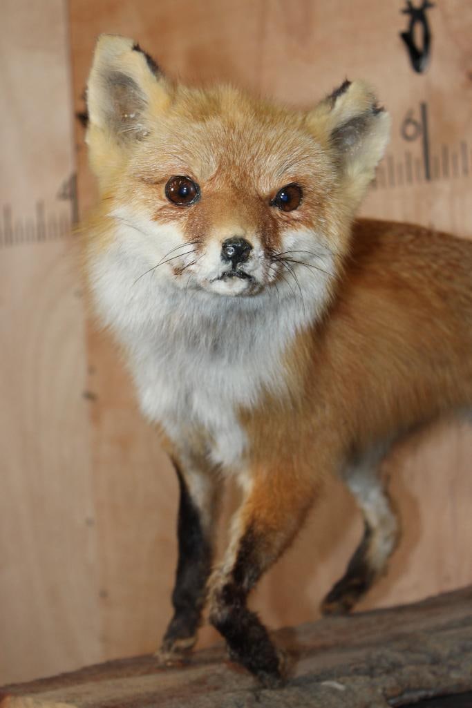 Life-sized RED FOX on a Tree Bark Base - 4
