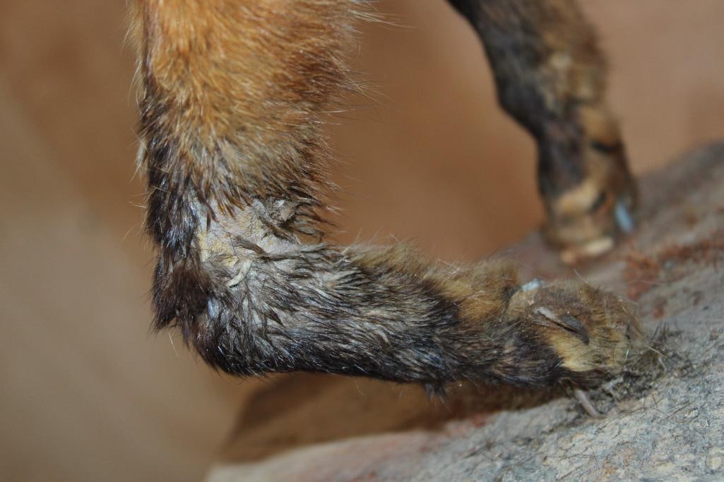 Life-sized RED FOX on a Tree Bark Base - 5