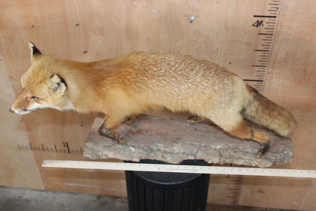 Life-sized RED FOX on a Tree Bark Base - 6
