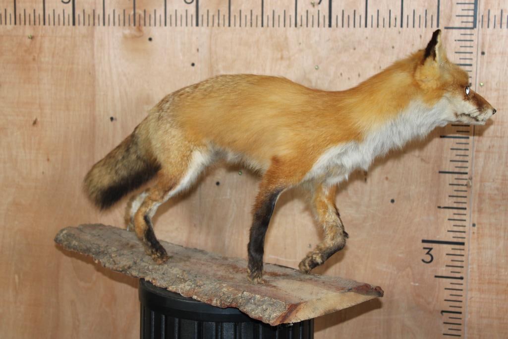 Life-sized RED FOX on a Tree Bark Base - 7