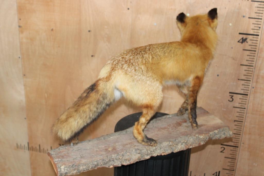 Life-sized RED FOX on a Tree Bark Base - 8