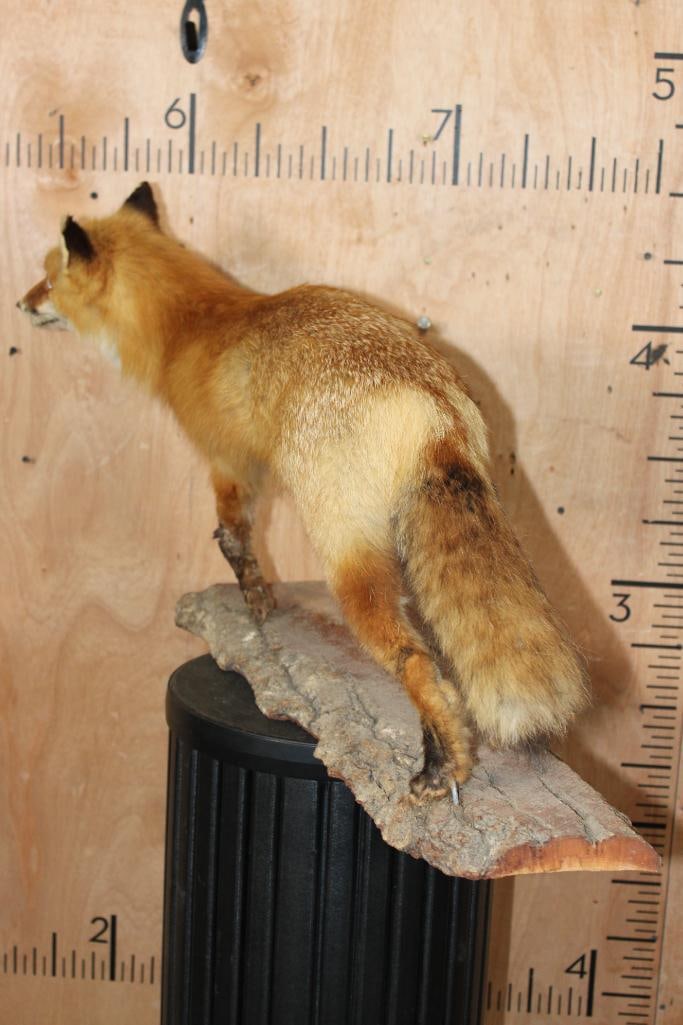 Life-sized RED FOX on a Tree Bark Base - 9