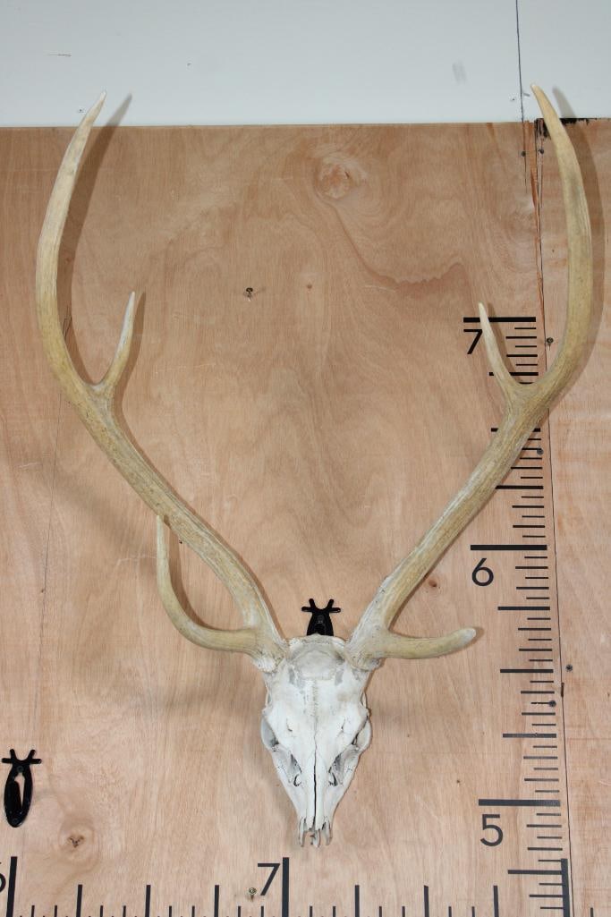AXIS DEER Skull: AXIS DEER Skull. It has a 23.75" Spread, it is missing several teeth. TAXIDERMY SKULLS 