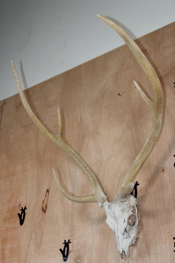 AXIS DEER Skull - 3