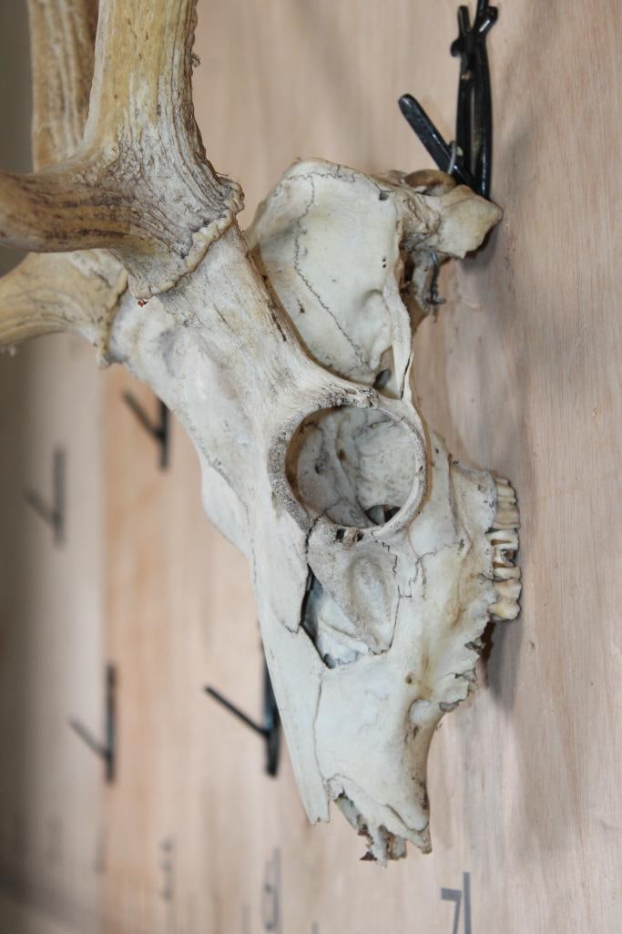 AXIS DEER Skull - 4
