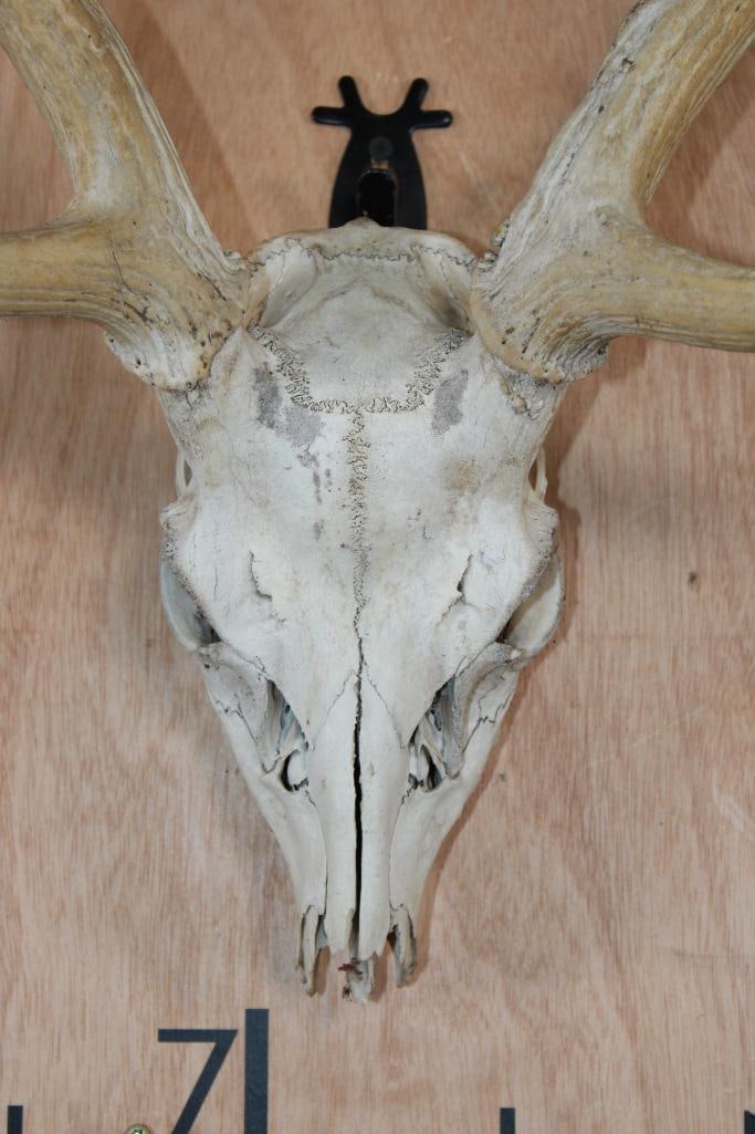 AXIS DEER Skull - 5