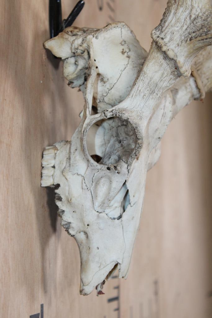 AXIS DEER Skull - 6
