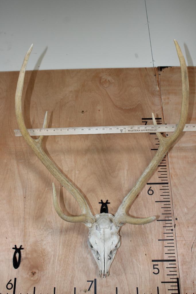 AXIS DEER Skull - 7