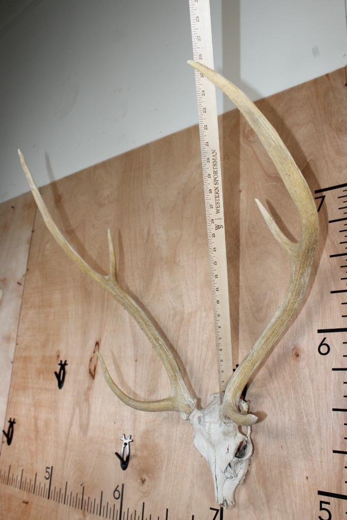 AXIS DEER Skull - 8