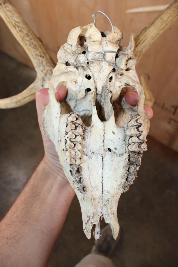 AXIS DEER Skull - 9