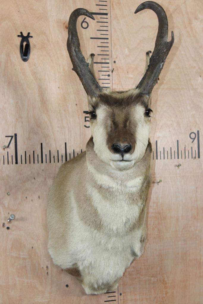 PRONGHORN Shoulder Mount: PRONGHORN Shoulder Mount. The Right Horn measures 13 1/8" Long and the Left Horn measures 13 3/8" Long. It is in Good Condition. TAXIDERMY 