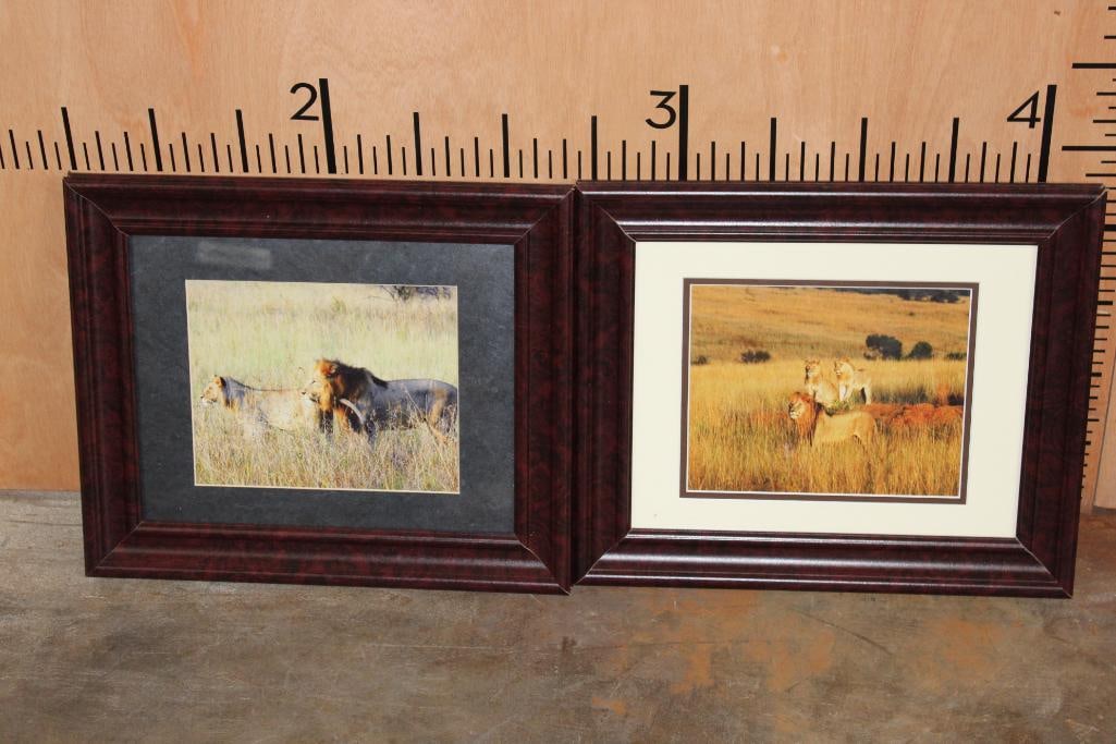 (2) LION Photographs in Matching Wood Frames with Glass: 2 LION Photographs in Matching Wood Frames with Glass. They measure 17.5" Tall x 15" Wide each. The Total Weight for both is 6 lbs. DECORATIVE WILDLIFE PHOTOGRAPHY 