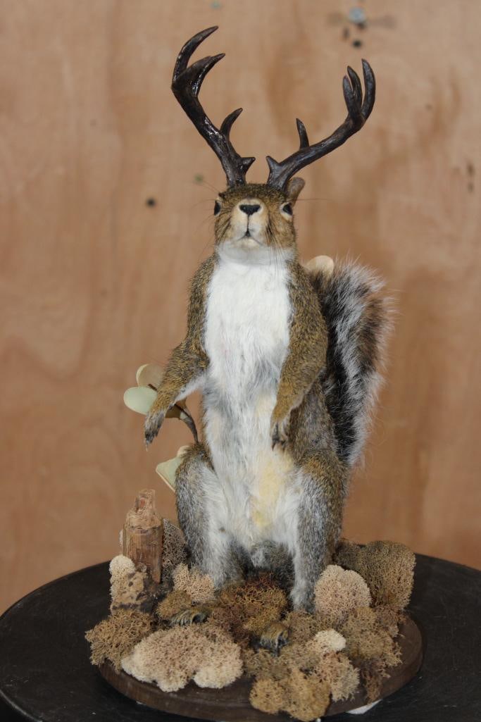 Life-sized SQUIRREL "Jackalope" with Reproduction Antlers on a Wood Base: Life-sized SQUIRREL "Jackalope" with Reproduction Antlers. He's got 10-Points and a 4" Spread. It is mounted on a decorative Wood Base and measures 9" Long x 7" Wide x 13" Tall. He has some minor bald