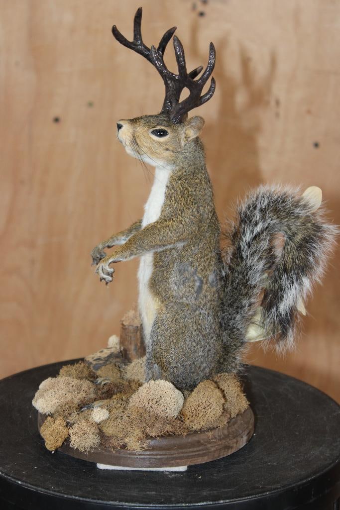 Life-sized SQUIRREL "Jackalope" with Reproduction Antlers on a Wood Base - 2