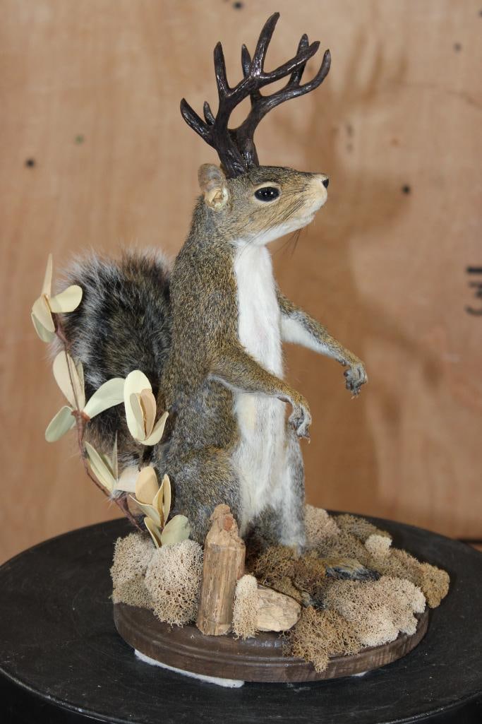Life-sized SQUIRREL "Jackalope" with Reproduction Antlers on a Wood Base - 3
